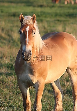 马,教派,percheron