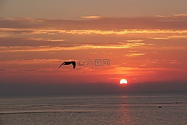 日出,海洋,海