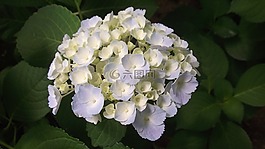 繡球花,園藝,鮮花