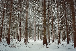 冬天,雪,冬季灌木叢