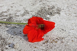 紅,花,紅色的花