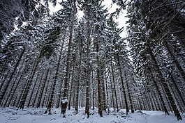 冬季森林,雪,寒冬