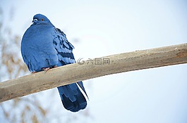 鴿子,動(dòng)物,鳥(niǎo)
