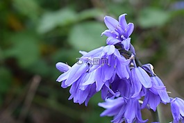 夏天,花,紫色