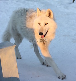 格陵兰哈士奇,狗,雪