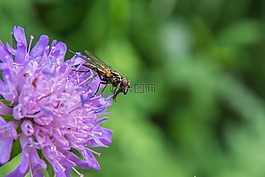 飛,捕食蒼蠅,花