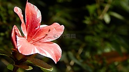花,自然,植物區(qū)系