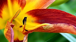 花,自然,植物區(qū)系