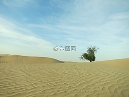 沙漠,阿布扎比,树
