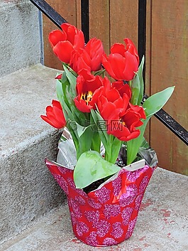 情人節(jié),郁金香,鮮花