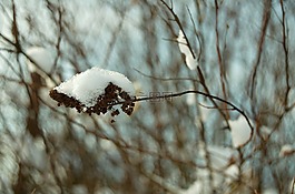 冬天,雪,灌木