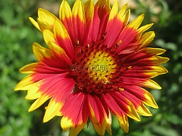 花卉,春天,紅色
