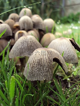 蘑菇,真菌,性質(zhì)