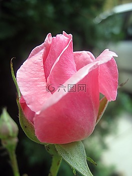 玫瑰,粉色,花卉