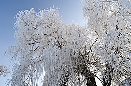 冬天,霜,積冰