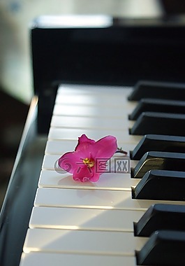 花卉,粉紅色的花,鋼琴
