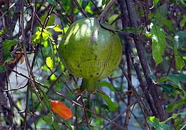 石榴,水果,芽