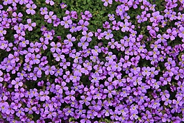 鮮花,花,開花