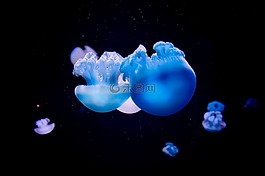 海蜇,海,海洋