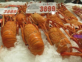 摇滚龙虾,厨师,食品