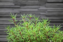 植物,杂草,墙