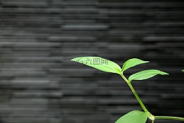 植物,杂草,墙