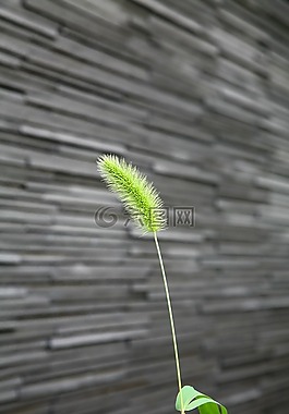 植物,杂草,墙