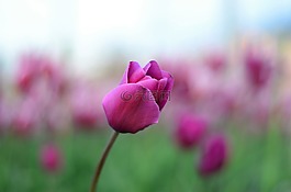 郁金香,花卉,宏
