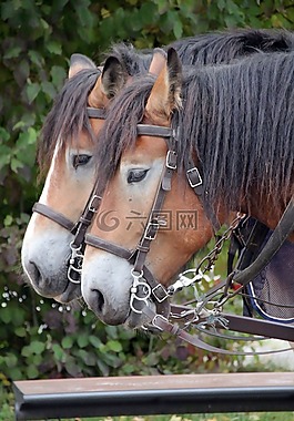 動物,馬,雙人