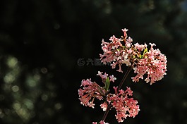 鮮花,花珊瑚,植物開花
