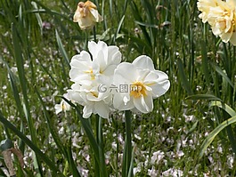 鮮花,夏季,美麗