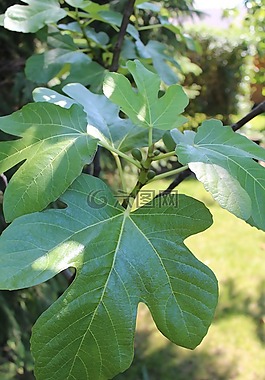 無(wú)花果,樹,水果