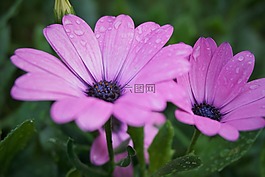花,粉紅色,一滴水