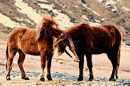 小馬,馬匹,動物