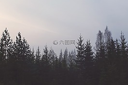 森林,悲观,黑暗