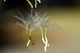 飞行的种子,关闭,种子