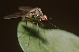 蚊子,昆蟲(chóng),性質(zhì)