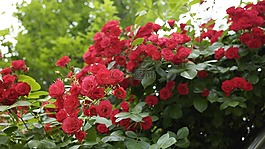 玫瑰,紅,鮮花