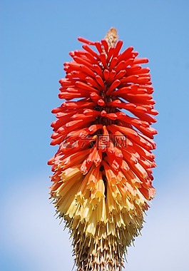 红热扑克,kniphofia,花