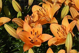 百合,開花,花
