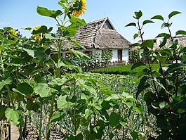 村,假期,夏天