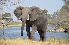 象,非洲,野生動物