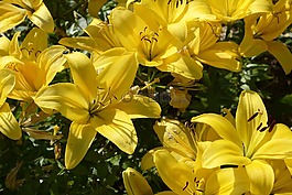 百合,開花,花