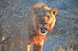 獅子,非洲,野生動物