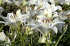 百合,開花,花