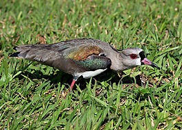 quero quero,巢,寻找