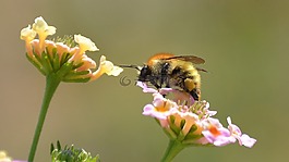 大黄蜂,熊蜂,花