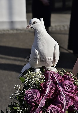 鴿子,鳥,信仰