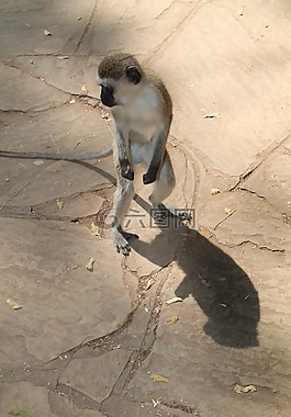 猴子,非洲,kenia