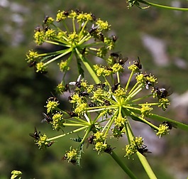 昆蟲,蒼蠅,飛